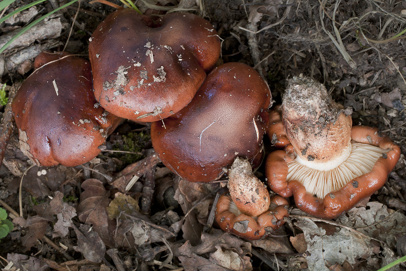 Tricholoma ustaloides